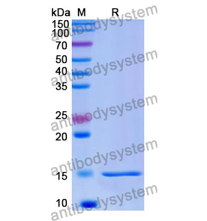 Anti-Human CFTR Nanobody (SAA1004)