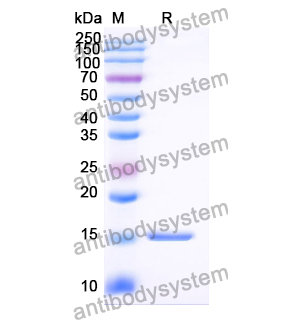 Anti-Vibrio cholerae ctxB/Cholera Toxin Subunit B Nanobody (A9)