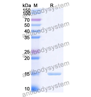 Anti-Human CD284/TLR4 Nanobody (SAA1263)