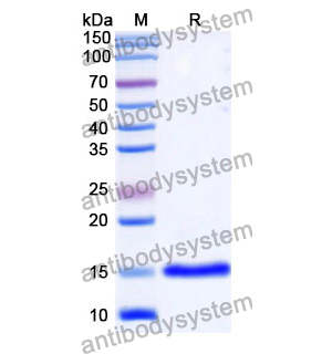 Anti-Human CD152/CTLA4 Nanobody (SAA1054)