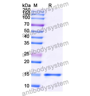 Anti-Human SNCA/Alpha-synuclein Nanobody (SAA1198)