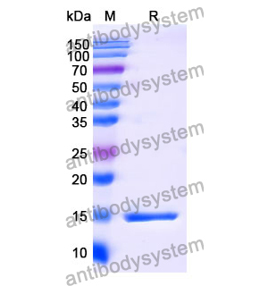 Anti-Human CD4 Nanobody (SAA1296)