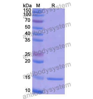 Anti-Human BLM Nanobody (SAA0979)