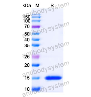 Anti-Human BCL2 Nanobody (SAA1206)