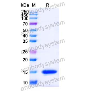 Anti-Human GSN Nanobody (SAA0980)