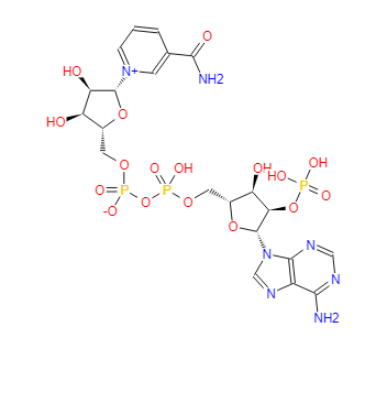 烟酰胺腺嘌呤双核苷酸磷酸盐；辅酶Ⅱ；β-烟酰胺腺嘌呤二核苷酸磷酸