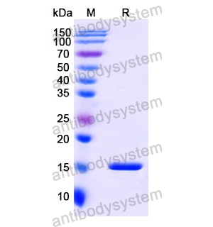 Anti-Human CD3E Nanobody (SAA1330)