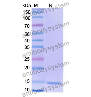 Anti-Human MC4R Nanobody (SAA1276)