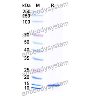 Anti-Human GPR68 Nanobody (SAA1363)