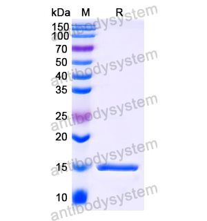 Anti-Human FURIN Nanobody (SAA1044)