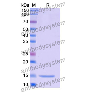 Anti-Human LYZ Nanobody (SAA1157)