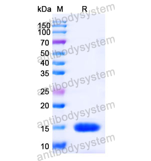 Anti-Human GSN Nanobody (SAA1010)