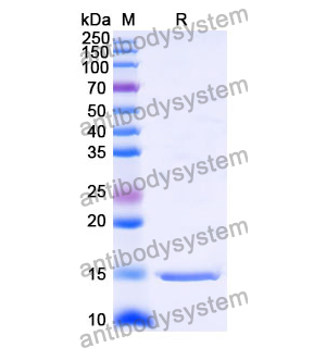 Anti-Human AGTR1 Nanobody (SAA1005)