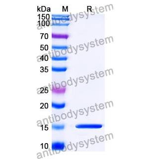 Anti-SARS-CoV-2 S Protein Nanobody (SAA1108)