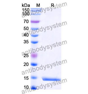 Anti-SARS-CoV-2 NP/Nucleoprotein Nanobody (SAA0960)