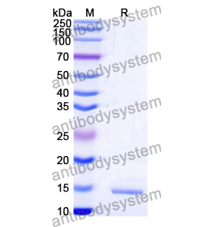 Anti-Staphylococcus aureus entB/SEB Nanobody (SAA1238)