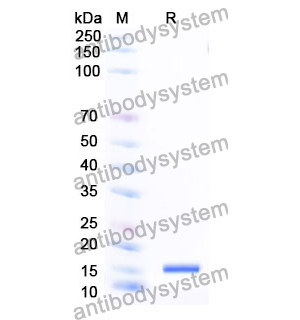 Anti-Human CD279/PDCD1/PD1 Nanobody (SAA1280)