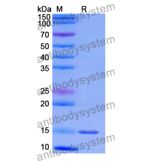 Anti-Human CD47/MER6 Nanobody (SAA1315)