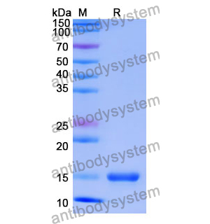 Anti-Human CD86/B7-2 Nanobody (SAA1279)