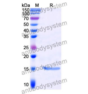 Anti-GCN4 Nanobody (SAA1016)