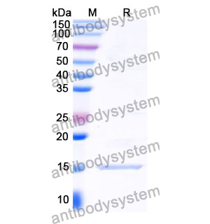 Anti-Clostridium botulinum botA/BOTOX Nanobody (SAA0923)