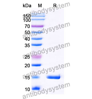 Anti-Human TK1 Nanobody (SAA1373)