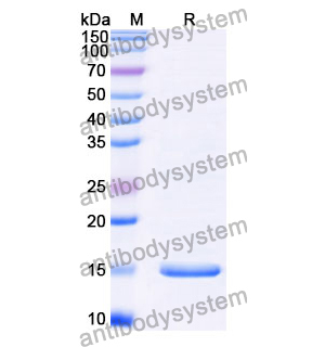 Anti-Clostridium botulinum botA/BOTOX Nanobody (SAA0927)