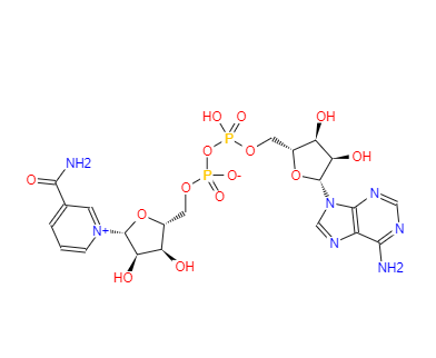 烟酰胺腺嘌呤双核苷酸；烟酰胺腺嘌呤二核甘酸辅酶；β-烟酰胺腺嘌呤二核苷酸