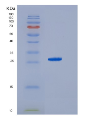 Recombinant HCV NS3 Protein