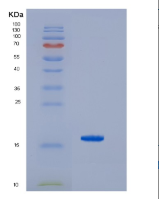 Recombinant Hepatitis C Virus HCV-NS5b Protein