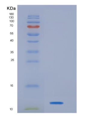 Recombinant Human HBEGF Protein