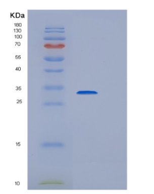 Recombinant E.coli hchA Protein