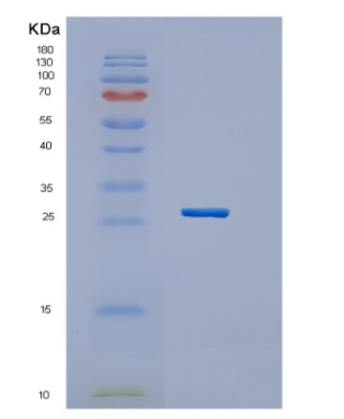 Recombinant Human HES7 Protein