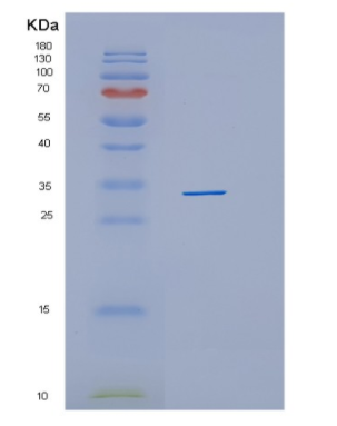 Recombinant Human HHEX Protein