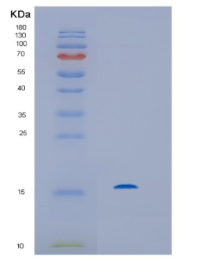 Recombinant Streptomyces avidiniiHis-Streptavidin Protein