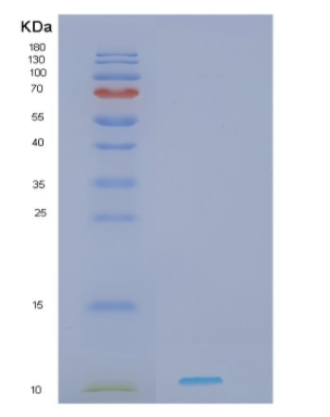 Recombinant Human HDGF Protein