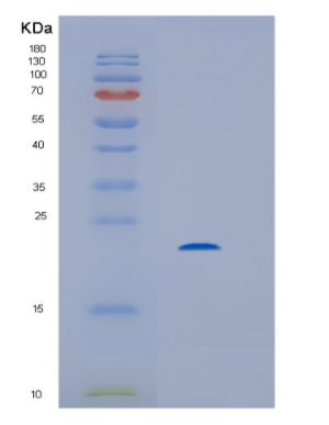 Recombinant HIV-1HIV1-p24 Protein