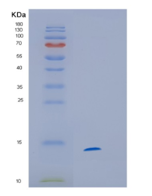 Recombinant Human HINT1 Protein