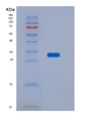 Recombinant Human HOXA9 Protein