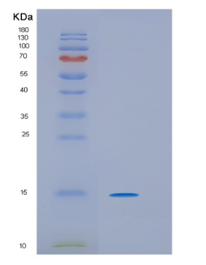 Recombinant Human HRAS-like suppressor3 Protein