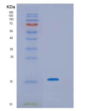 Recombinant Human HRSP12 Protein
