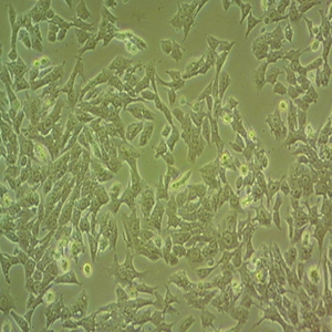 SK-LU-1细胞