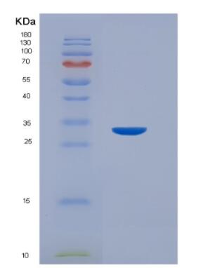 Recombinant Human Collagen Type VII (COL7)