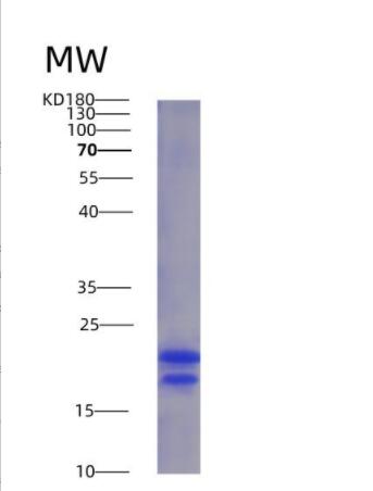 Recombinant Vascular Endothelial Growth Factor A (VEGFA)