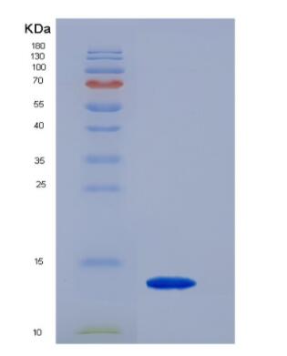 Recombinant rat IL-5 protein