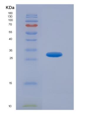 Recombinant Interferon Alpha (IFNa)