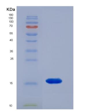 Recombinant Human FAM19A2 protein