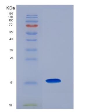 Recombinant mouse CCL28/MEC protein