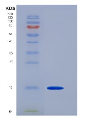 Recombinant Human Transforming Growth Factor Beta 3 (TGFb3) Protein