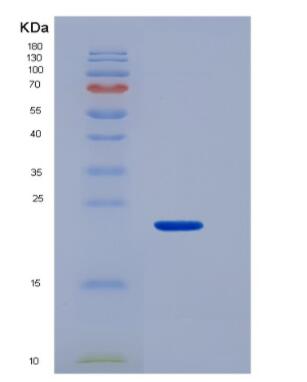 Recombinant Mucin 4 (MUC4)